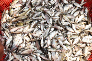 Fototapeta premium fish stock on shop for sell