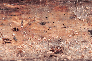 Bark of the tree inside wallpaper and background for text