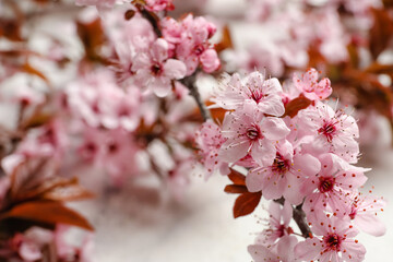 Beautiful blossoming branches on light background, closeup
