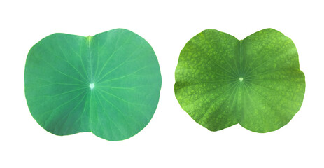 Isolated waterlilyor lotus plant in a mable pot with clipping paths.