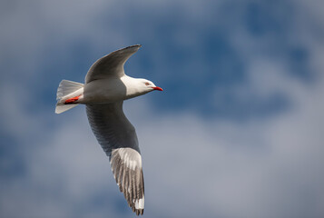 Seagull in flight with wings fully spread with partial white clouds and blue sky in the background