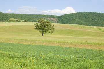 View of isolated tree in a spring field near Annifo in Umbria, Italy