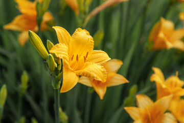 Yellow daylily flower. Hemerocallis in garden