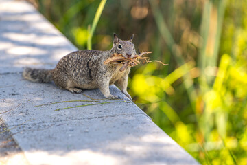 Californian ground squirrel holds sticks and tree bark in its mouth.  - obrazy, fototapety, plakaty