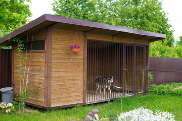 aviary for dogs, a large plot with a house for huskies, on the street in the yard - obrazy, fototapety, plakaty