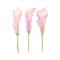 set of transparent flower calla lilies in soft pink color, hand-drawn isolated on a white background X-ray flower calla leaves Delicate petals pistils stamens Botanical drawing of the flower structure