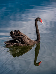 black swan close up on blue water lake