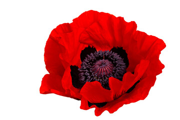red poppy flower on a white background