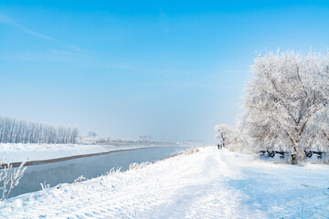 Fototapeta premium snow covered trees