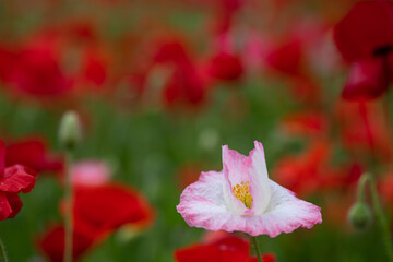 白とピンクのひなげし