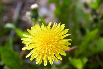 yellow dandelion flower