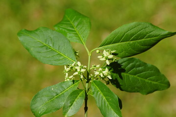 Close up white flowering Euonymus europaeus, the spindle, European spindle, or common spindle. Family Celastraceae. Duch garden, spring, June.