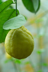 green lemon hanging on a branch on a sunny day