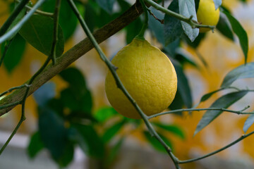 yellow lemons hanging on a branch