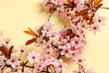 Beautiful blossoming branches on color background, closeup