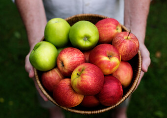 Hands holding apples organic produce from farm
