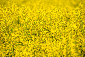 Scenic landscape with yellow rapeseed field. Blooming canola flowers close-up. Yellow flowering rape wallpaper.