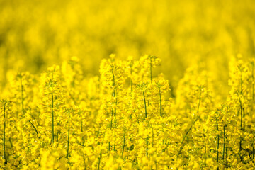 Obraz premium Scenic landscape with yellow rapeseed field. Blooming canola flowers close-up. Yellow flowering rape wallpaper.