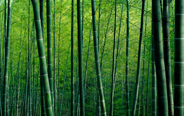 Bamboo forest in China