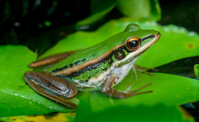 Green paddy frog in nature.