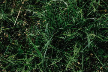 grass, green, nature, plant, texture, field, lawn, summer, spring, meadow, garden, natural, leaf, flora, closeup, fresh, growth, color, macro, herb, beautiful, dew, ground, turf, backgrounds
