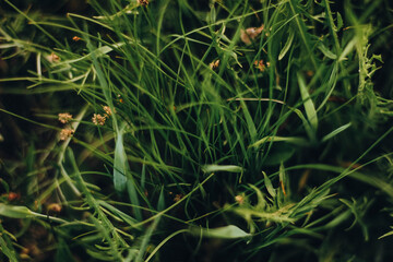 grass, green, nature, plant, field, texture, summer, lawn, garden, spring, fresh, natural, macro, meadow, closeup, dew, herb, flora, color, leaf, agriculture, growth, backgrounds