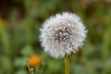 Common dandelion for any of your projects.