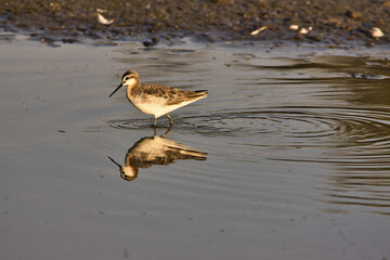 Birds in the Andree Clark bird refuge in Santa Barbara at sunset