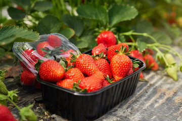Black box with ripe fresh strawberries standing near green bushes growing at greenhouse. Organic berries harvesting for selling. Delicious vitamins. 