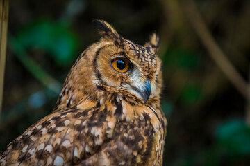 梟　フクロウ　目