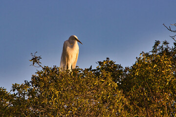 Fototapeta na wymiar Bird watching at sunset at Andree Clark bird refuge in Santa Barbara