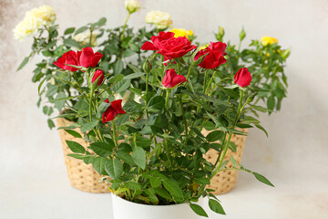 Beautiful roses in box on light background