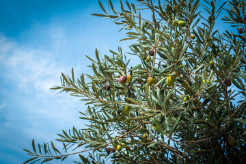 Olives on olive tree in autumn. Season nature image. sky and clouds. summer, the harvest is ripening. organic products