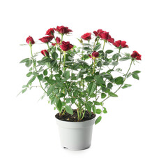 Beautiful red roses in pot on white background