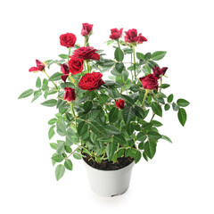 Beautiful red roses in pot on white background
