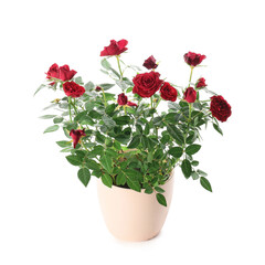 Beautiful red roses in pot on white background