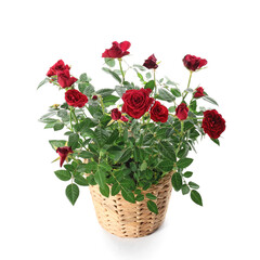 Beautiful red roses in pot on white background