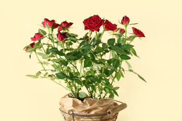 Beautiful red roses in pot on color background