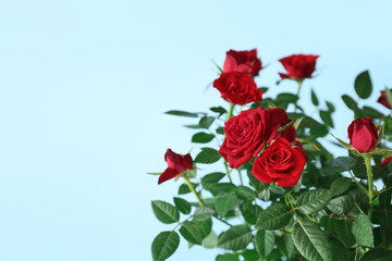 Beautiful red roses on color background, closeup