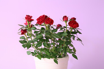 Beautiful red roses in pot on color background