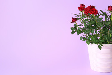 Beautiful red roses in pot on color background