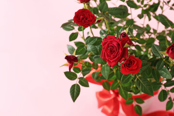 Beautiful red roses in pot on color background, closeup