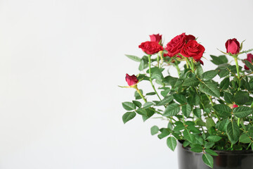 Beautiful red roses in pot on white background