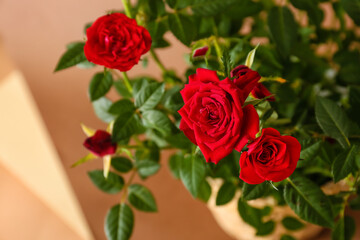 Beautiful red roses in pot on color background, closeup