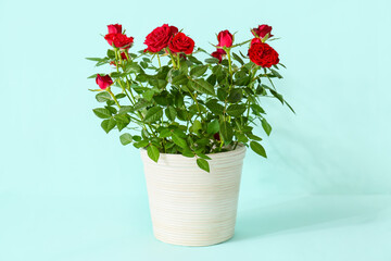 Beautiful red roses in pot on color background