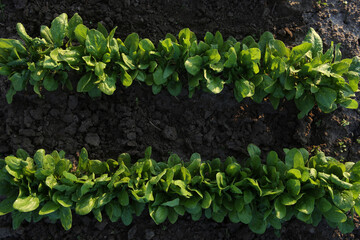 Spinach growing in garden, top view. Home grown organic spinach leaves in vegetable bed.