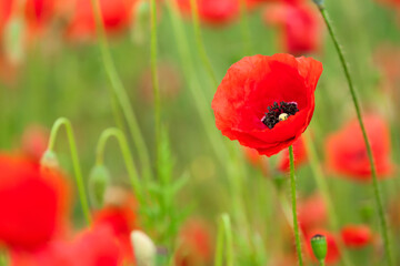 Obraz premium Beautiful poppy flowers in field, closeup