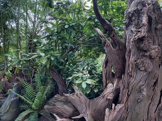 Fototapeta premium tree trunk