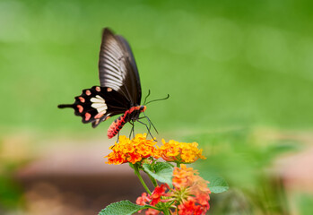 BUTTERFLY PERCHING ON THE FLOWER