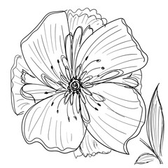 Obraz premium Hand drawn flower isolated, doodle sketch, blossom scribble